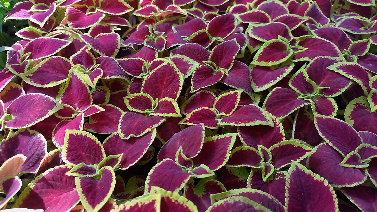 coleus forskohlii