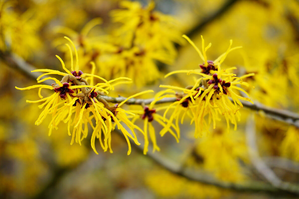 Hamamelis virginiana