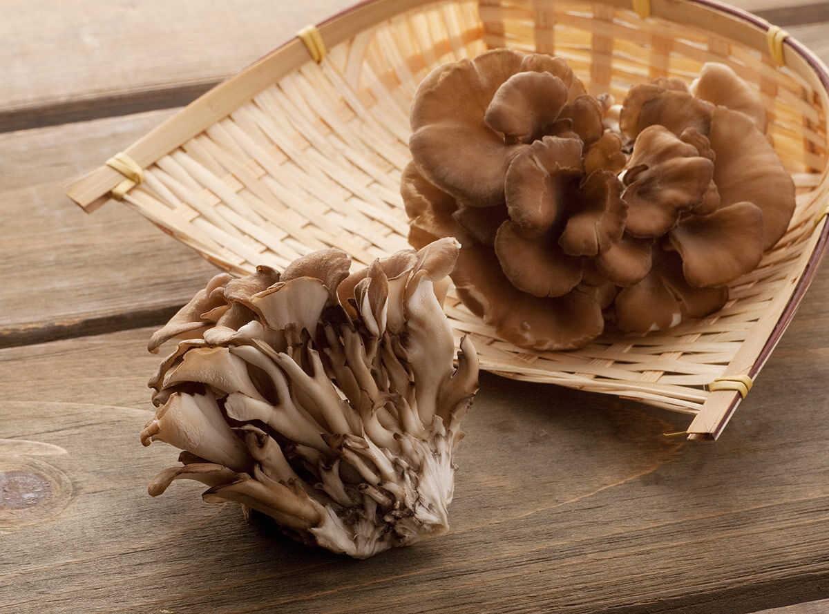 maitake grzyb
