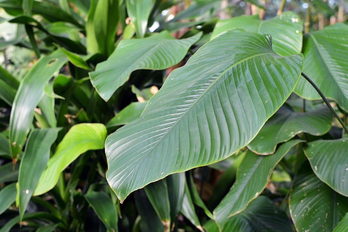  Thaumatococcus daniellii