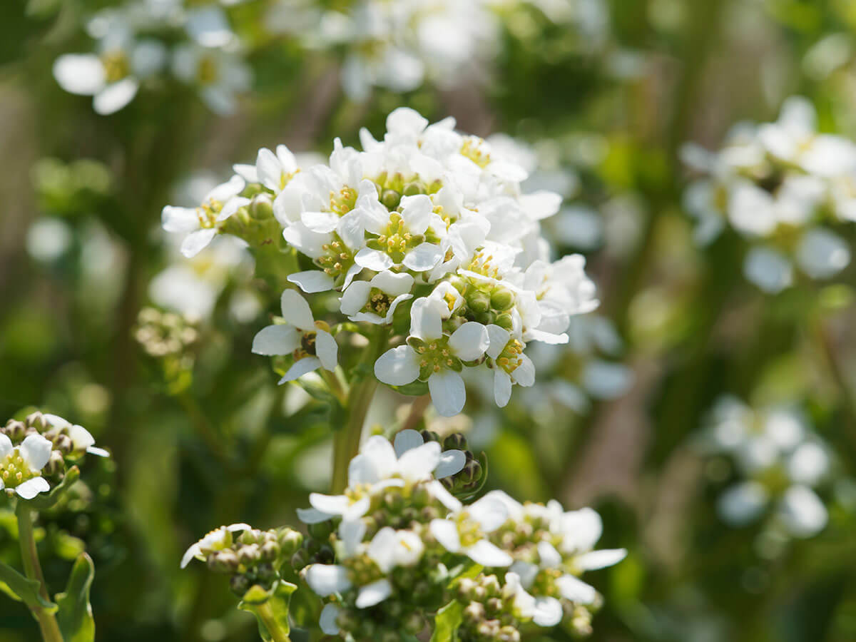 warzucha lekarska kwiaty