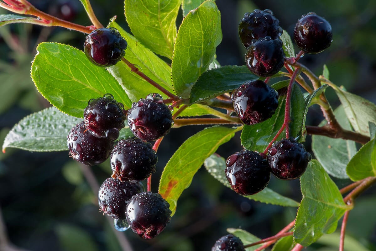 aronia owoce