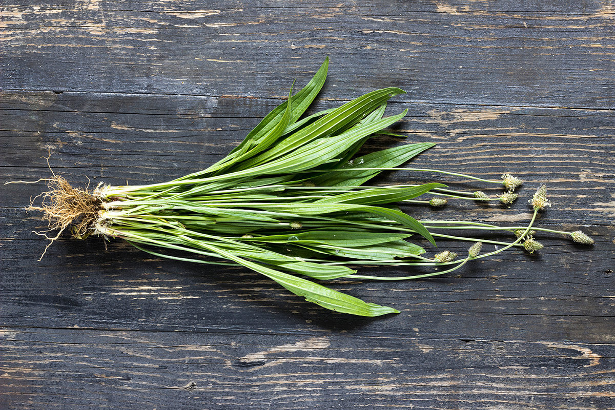 babka lancetowata liście
