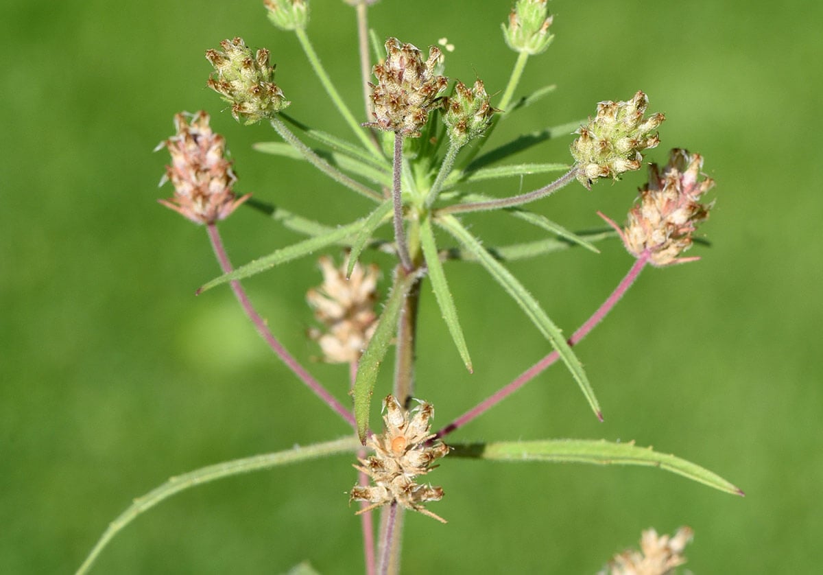 babka płesznik roślina
