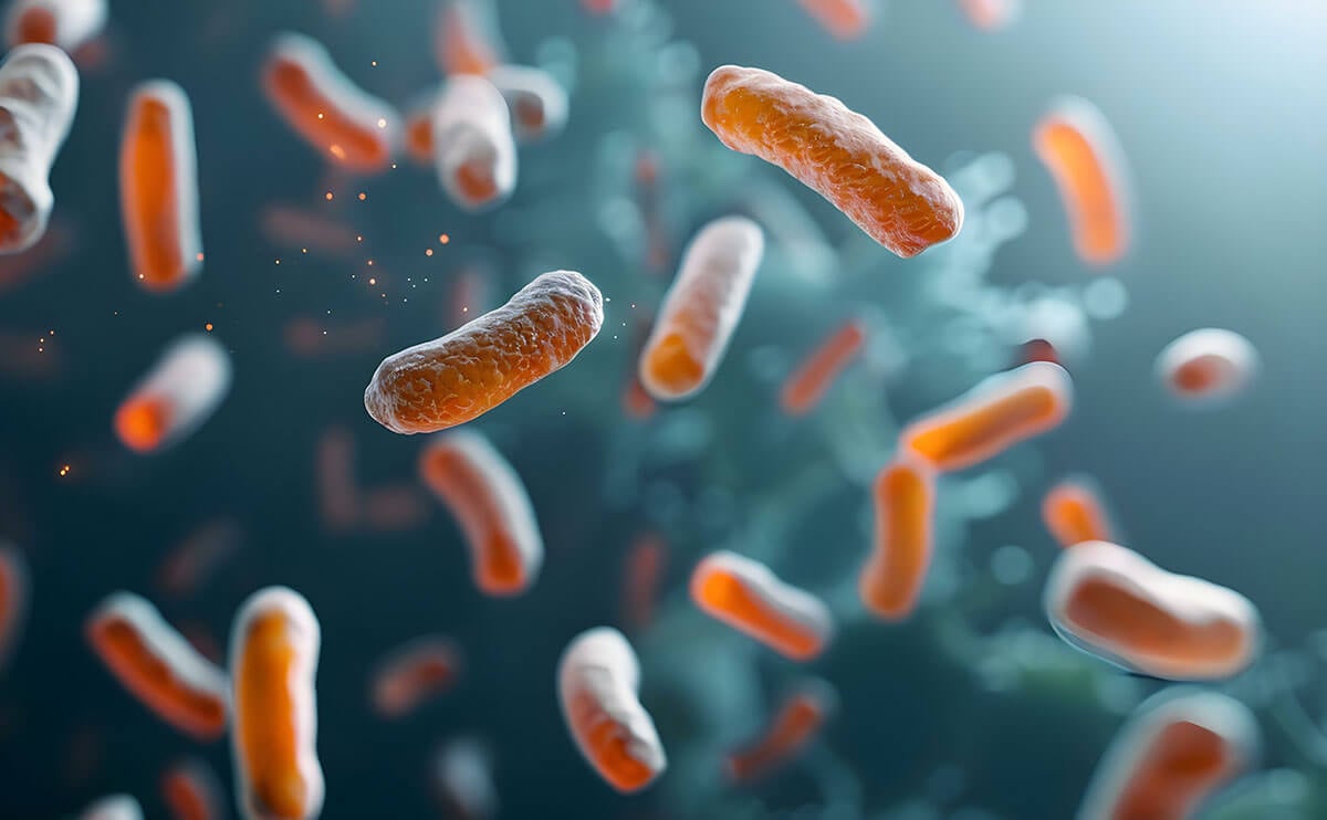 bifidobacterium lactis