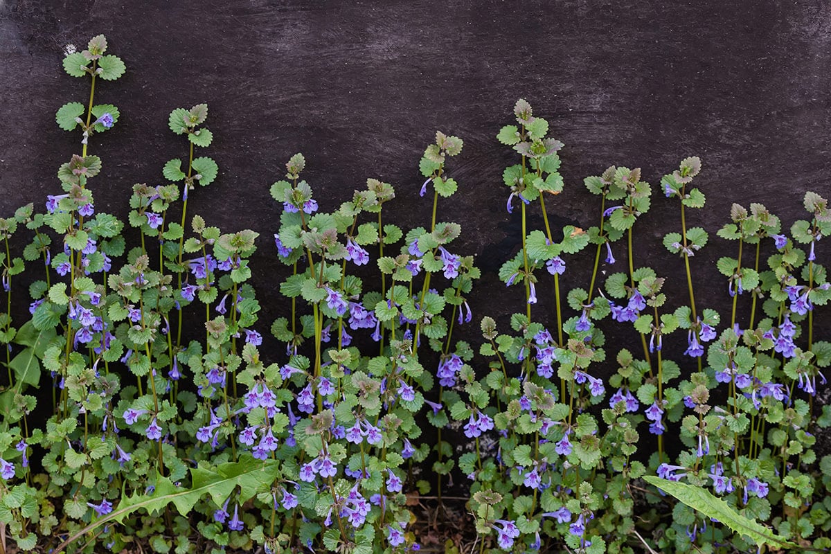 bluszczyk kurdybanek kwitnący