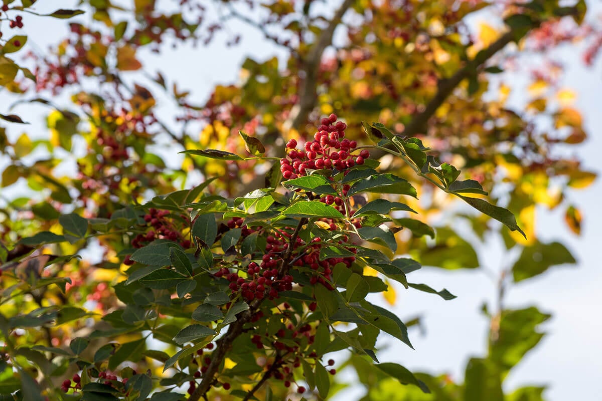 drzewo pieprz syczuański