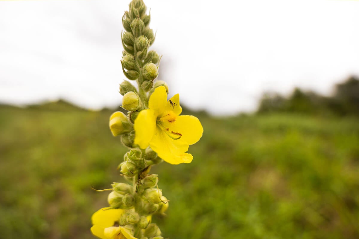 dziewanna wielokwiatowa