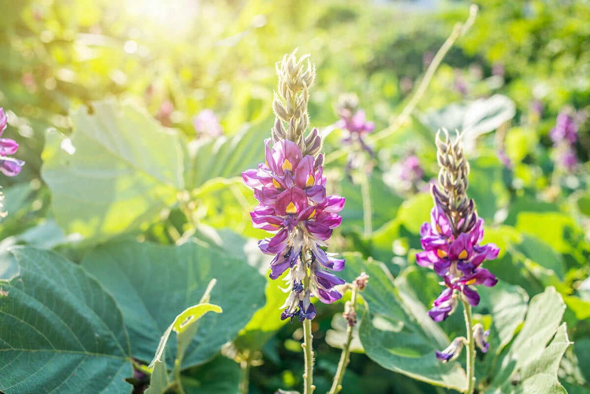kudzu