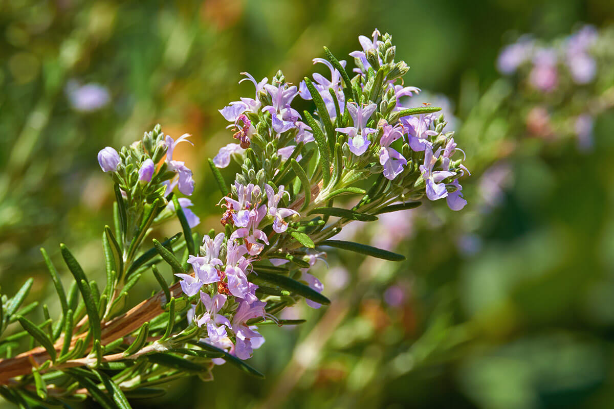 kwitnący rozmaryn