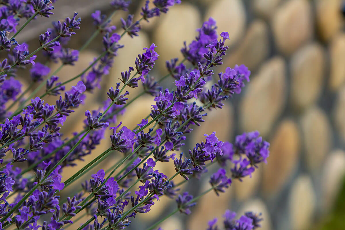 lawenda lekarska kwiat