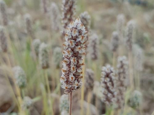 Babka jajowata - właściwości, działanie, zastosowanie