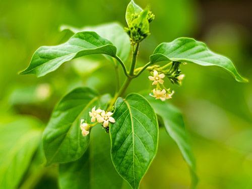 Gurmar – właściwości, działanie, na co pomaga