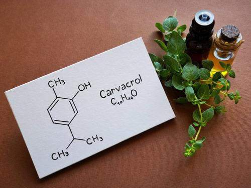 Karwakrol - co to jest? Właściwości i zastosowanie