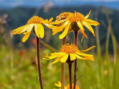 Arnika górska – właściwości, zastosowanie, działanie