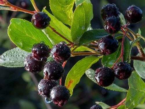 Aronia - właściwości lecznicze i zastosowanie