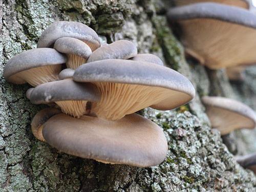 Boczniak ostrygowaty - właściwości, działanie