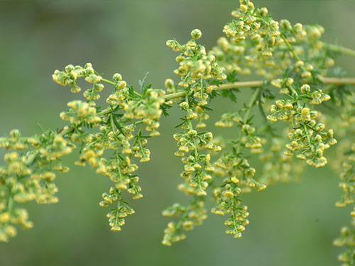 Bylica roczna - Jak stosować? Właściwości, działanie