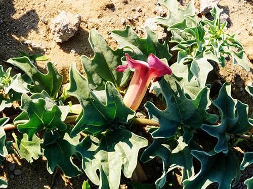 Czarci pazur - właściwości, działanie, na co pomaga