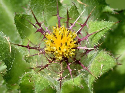 Drapacz lekarski - co to jest? Właściwości, działanie