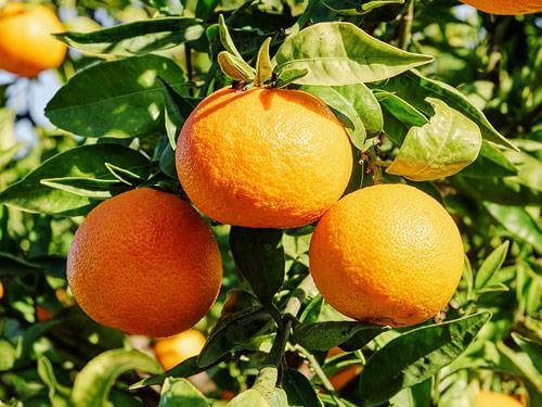 Gorzka pomarańcza – działanie i zastosowanie