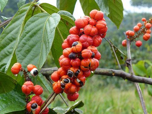 Guarana – właściwości i zastosowanie, działanie