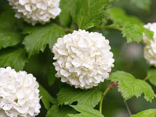 Kalina koralowa - właściwości, działanie, zastosowanie