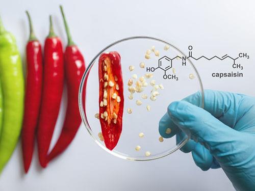 Kapsaicyna – co to jest? Jak działa? Właściwości i zastosowanie