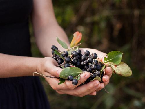Jakie witaminy ma aronia?