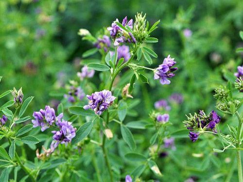 Lucerna - właściwości, działanie, na co pomaga