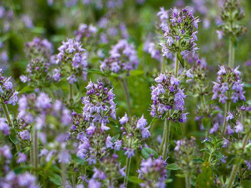 Macierzanka - właściwości, działanie i zastosowanie 