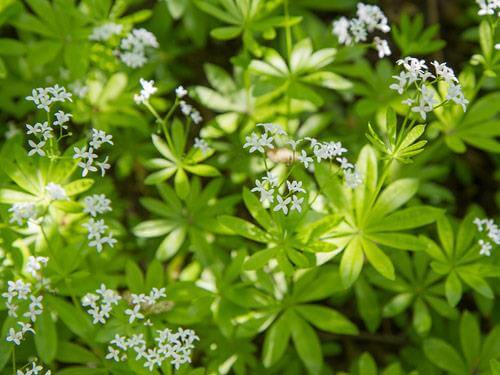 Marzanka wonna - co to jest? Właściwości, działanie