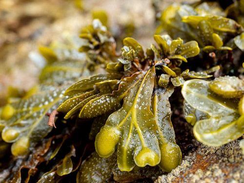 Morszczyn pęcherzykowaty - co to jest? Działanie, na co pomaga