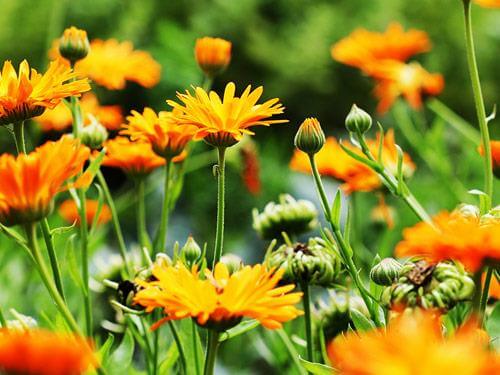 Nagietek lekarski – właściwości i działanie, napar, na co pomaga