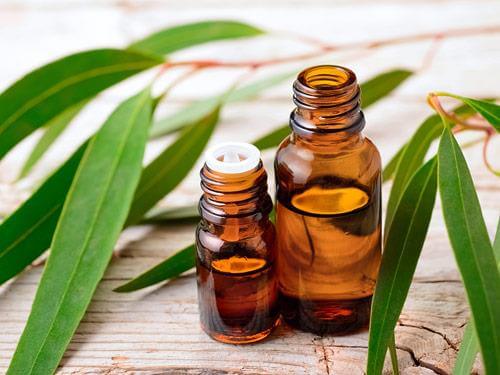 Olejek eukaliptusowy - właściwości, na co pomaga