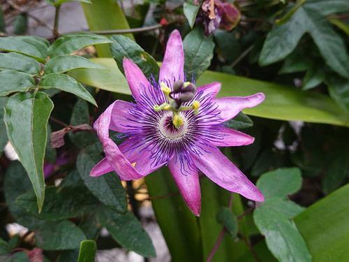 Męczennica - właściwości, działanie, na co pomaga