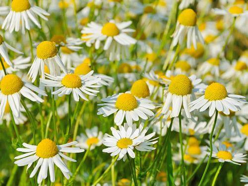 Rumianek – właściwości lecznicze, działanie, na co pomaga