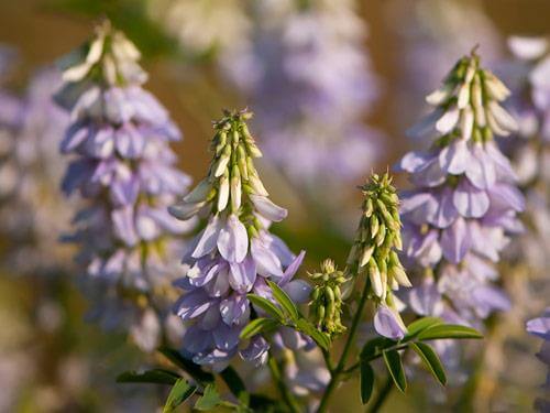 Rutwica lekarska - co to jest? Właściwości, działanie