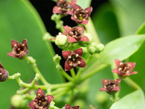 Sandałowiec biały – działanie, właściwości 