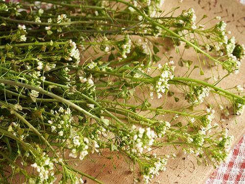 Tasznik pospolity - właściwości, działanie i zastosowanie