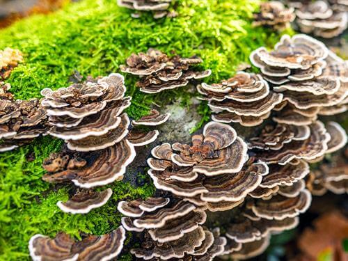 Wrośniak różnobarwny - dawkowanie, na co pomaga