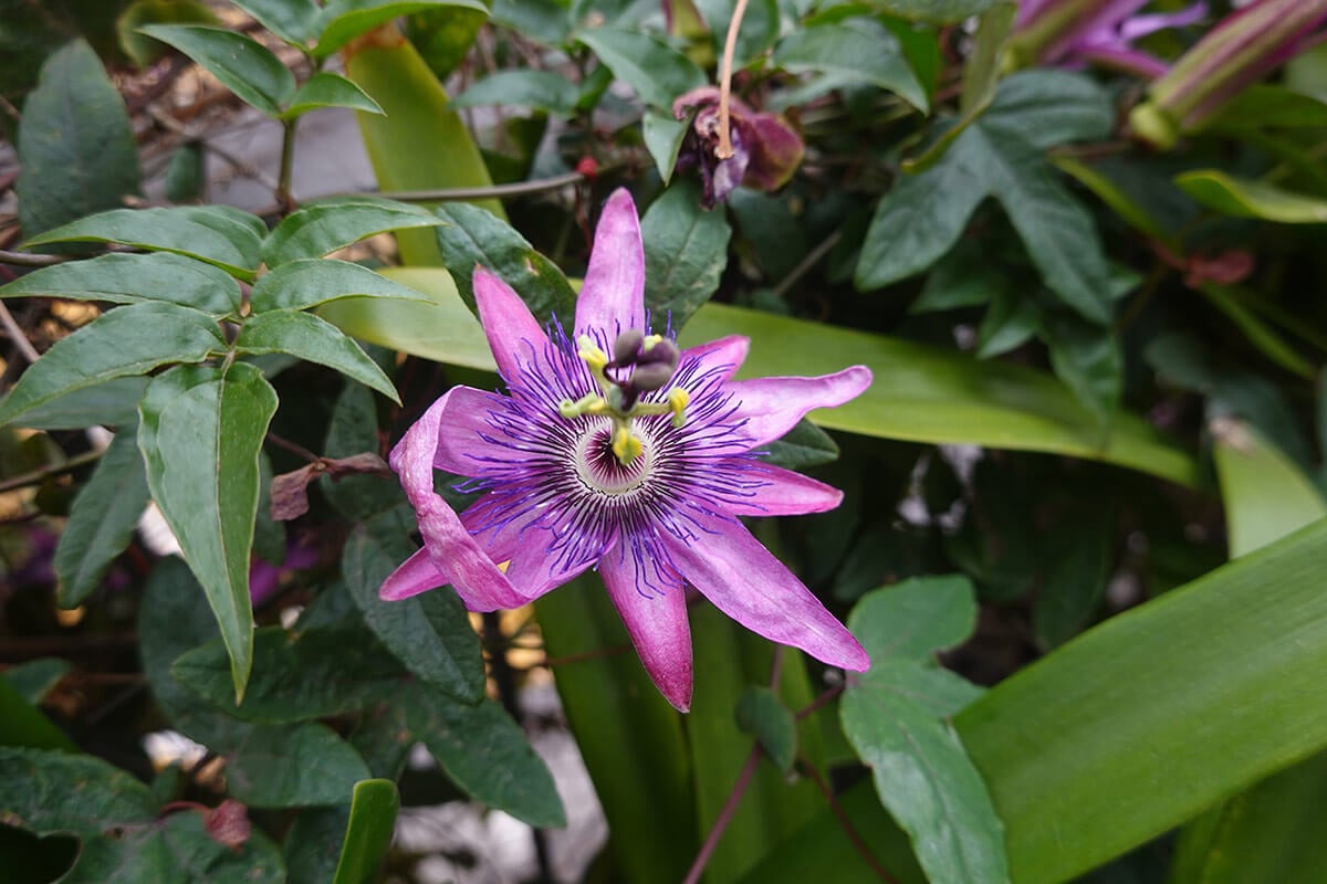 passiflora kwiat