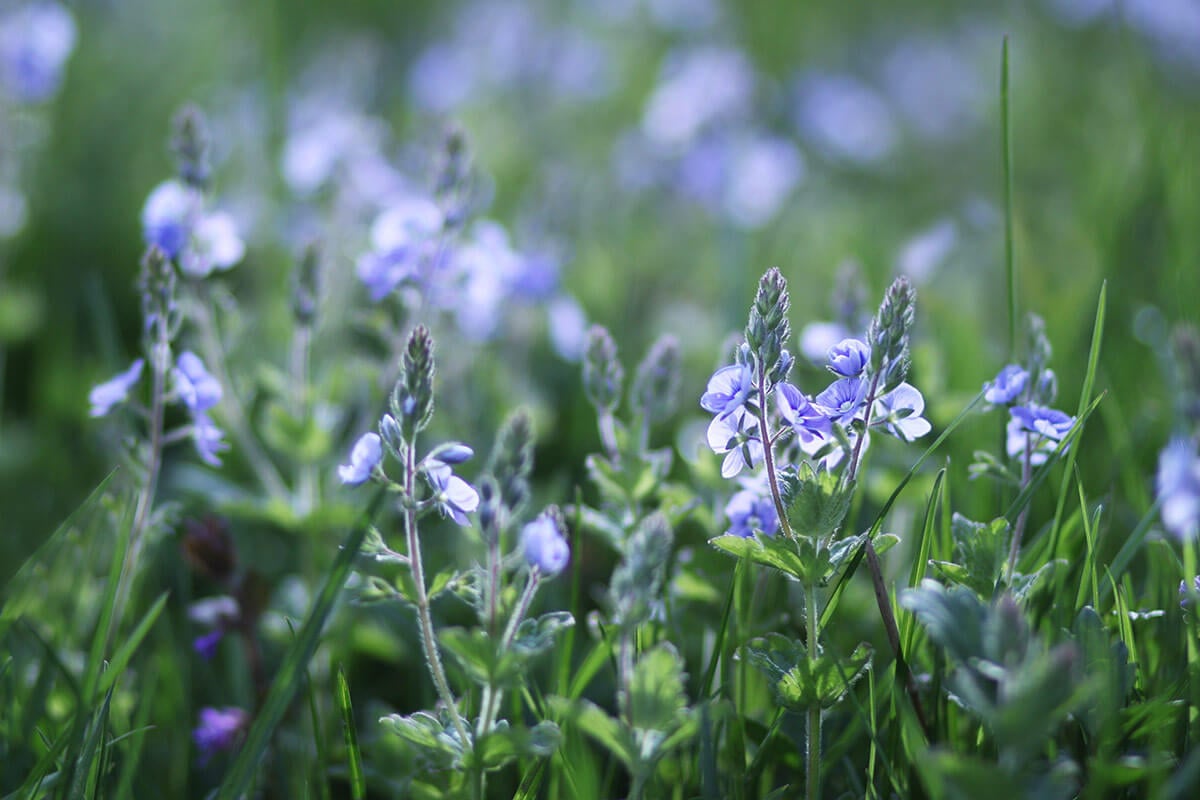 przetacznik kwitnący