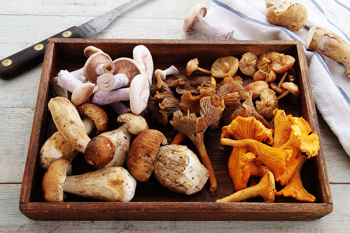 rodzaje grzyb&oacute;w