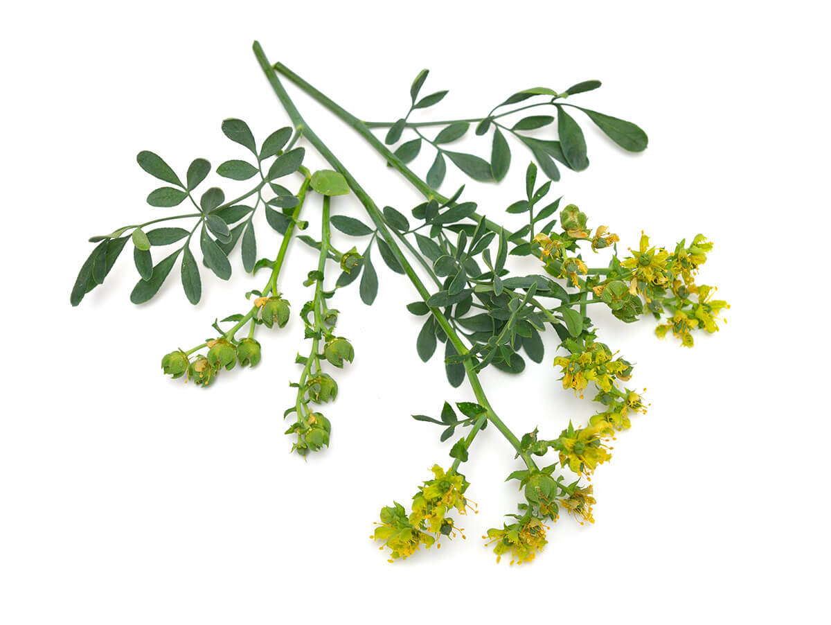 ruta zwyczajna kwiat