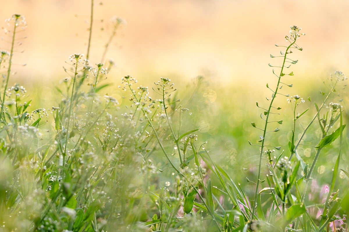tasznik pospolity łąka